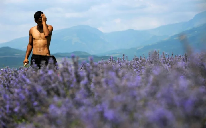 Squeezed out: Bulgaria lavender oil makers fear EU laws