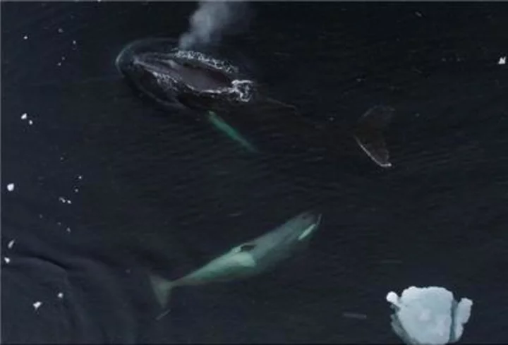 National Geographic Explorer Bertie Gregory Films Remarkable Whale Behavior off the Coast of Antarctica