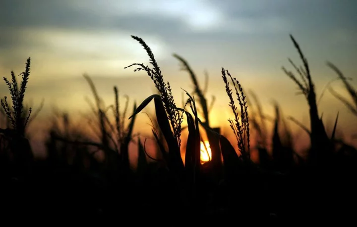 Exclusive-Argentina grains trade 'paralyzed' as farmers eye FX adjustment, bean shortage