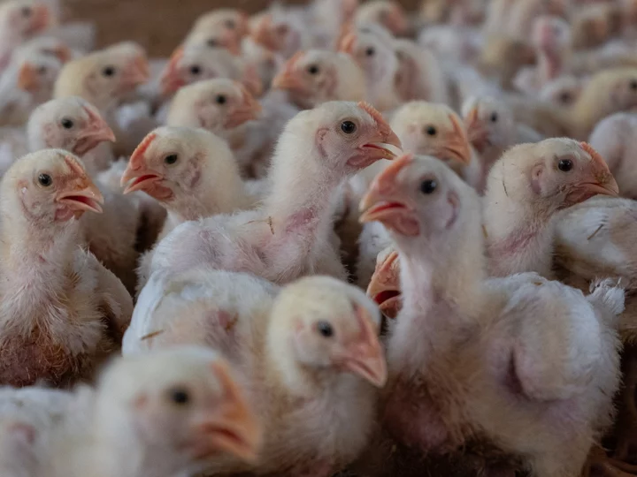 Bird Flu, Power Cuts Spawn First Loss at South Africa’s Astral
