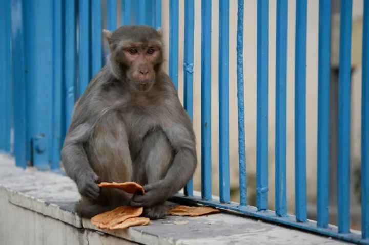 India deploys 'monkey-men' to scare away primates from G20 summit