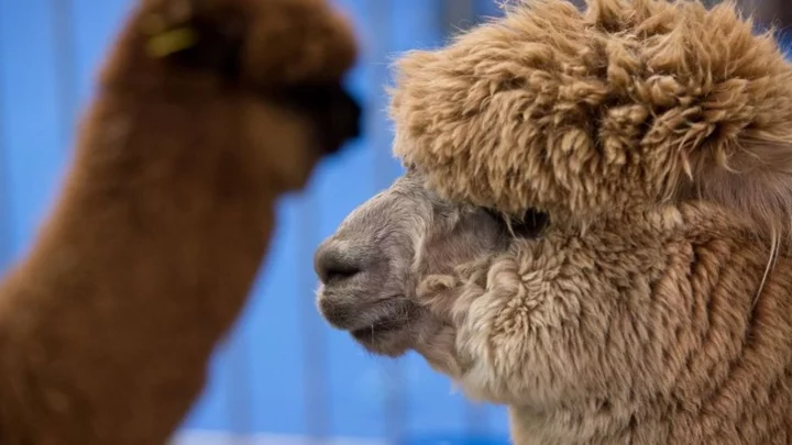Covid fraudster used pandemic rescue funds to buy alpaca farm