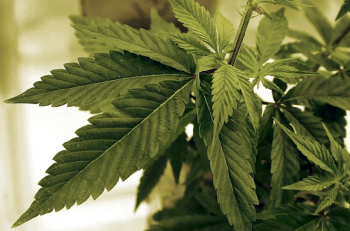 Two tribal nations to open Minnesota's first legal recreational marijuana dispensaries