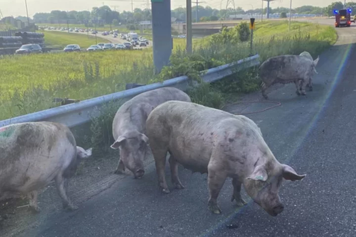Pigs run loose on metro highway after semitruck tips over in Minnesota