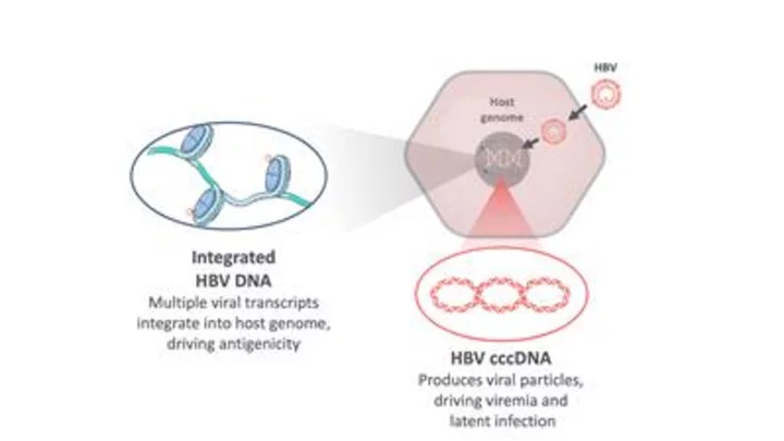 Tune Therapeutics Reveals Epigenetic Editing Program Targeting Hepatitis B Virus