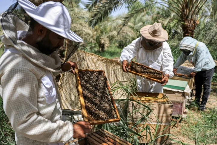 Iraq honey production at the mercy of heat and drought
