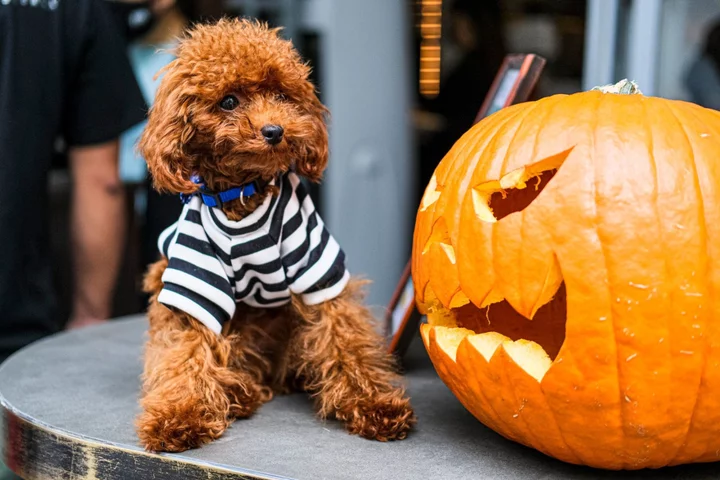 Halloween Costumes for Dogs and ‘Calming Spray’ Lift Pets at Home