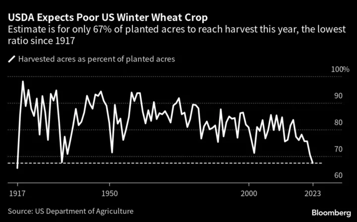 US Makes Rare Wheat Imports From Europe After Drought Ravages Crops