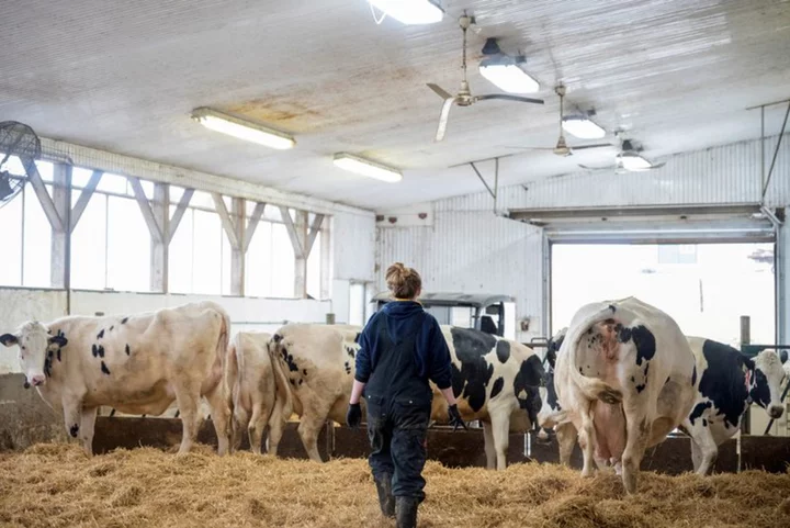 USMCA trade panel rejects US complaint about access to Canada dairy market