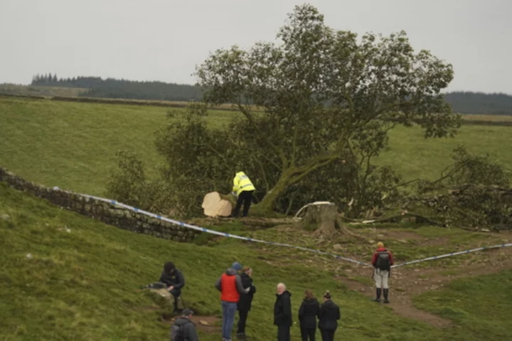 UK police are investigating the 'deliberate felling' of a famous tree at Hadrian's Wall