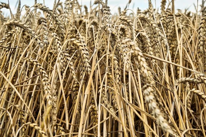 Wheat Edges Higher With Signs of Growing World Demand for Grain