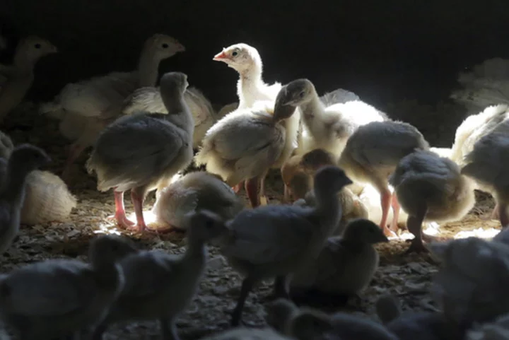 The Bird flu outbreak isn't over, but it's less severe, helping egg and poultry prices recover