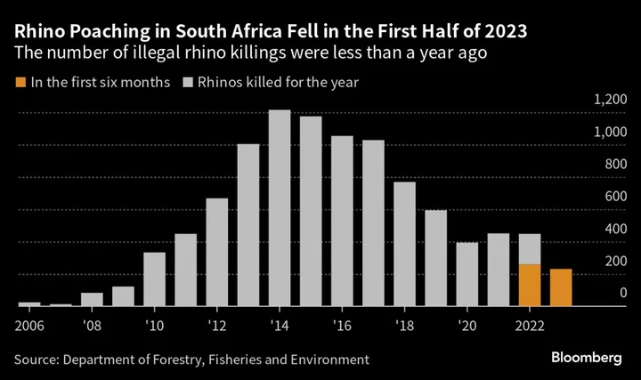 South African Rhino Poaching Falls 11% in First Half of This Year