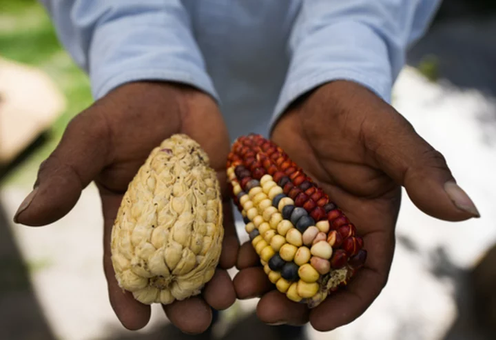 Heirloom corn in a rainbow of colors makes a comeback in Mexico, where white corn has long been king