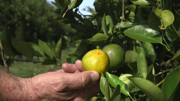 Florida citrus forecast improves over last year when hurricanes hit state