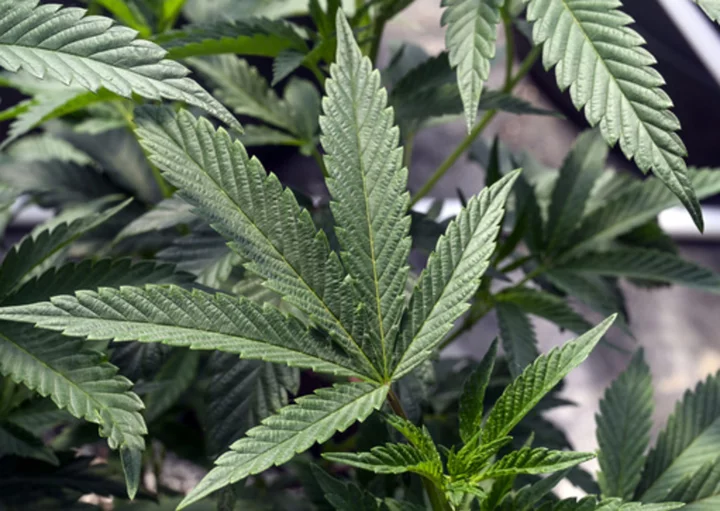 A cannabis worker died on the job from an asthma attack. It’s the first reported case in US