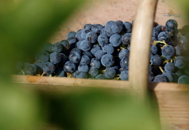 World wine output to fall to lowest in 60 years