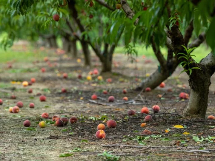 Georgia, the peach state, is out of peaches. Here's why, and how locals are coping