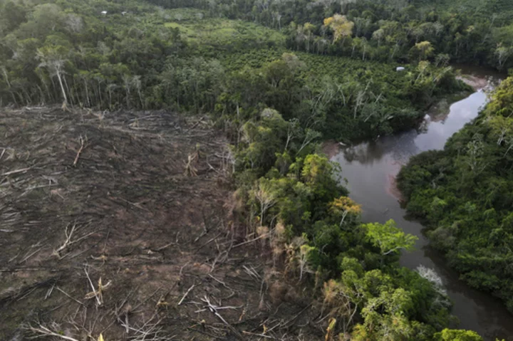 EU countries adopt law banning products which fuel deforestation