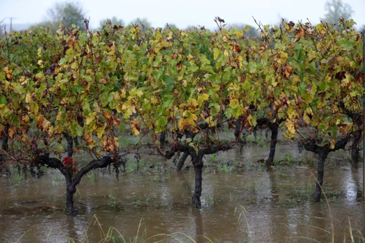 Global wine production hits lowest level since 1961