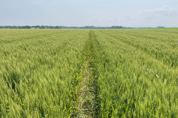 Bright Spot for Drought-Plagued US Wheat Crop Emerges in Illinois