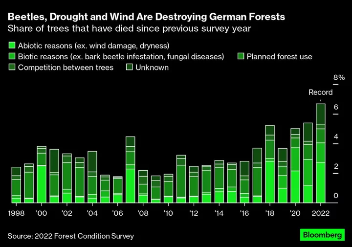 Wildfires Are Only One of the Threats Ravaging Europe’s Forests