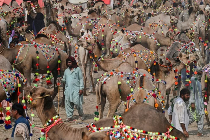 Fewer buyers for Eid camels as Pakistanis count the rupees