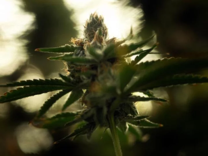 A landmark marijuana bill is headed to the Senate floor