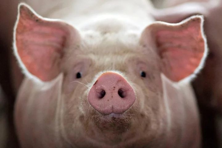 U.S. Supreme Court preserves California humane pig confinement law