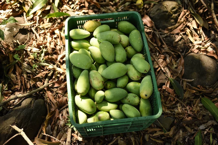 China Halts Buying Taiwan Mangoes Amid Tensions, Blaming Pests