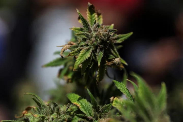 Exclusive-Altria-backed cannabis producer Cronos explores sale -sources
