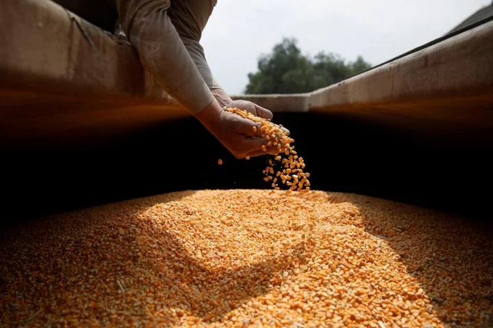 US requests dispute settlement consultations with Mexico over GM corn