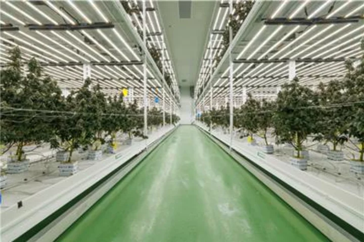 Fluence LED Solutions Pave the Way for Optimizing Success in Urban Medicinal Cannabis Grow