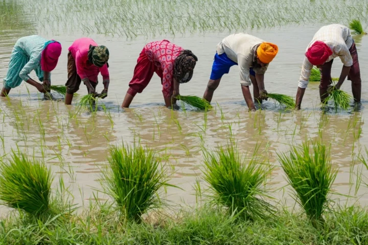 Rice price spike offers preview of climate food disruption