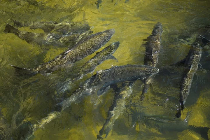 Drought scuppers salmon fishing season in California