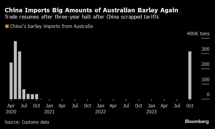 Australian Barley Makes Big Comeback in China After Tariffs End