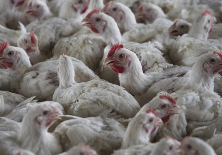 South Africa culls about 7.5M chickens in effort to contain bird flu outbreaks