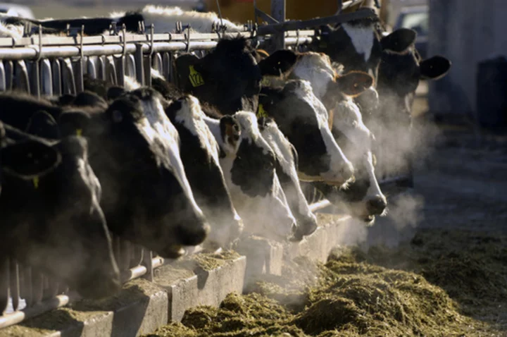 California man gets prison for nearly $9M phony cow manure-to-green energy investment scheme
