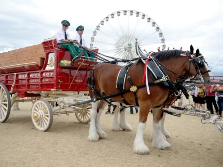 Budweiser won't cut off the tails of its famous Clydesdale horses