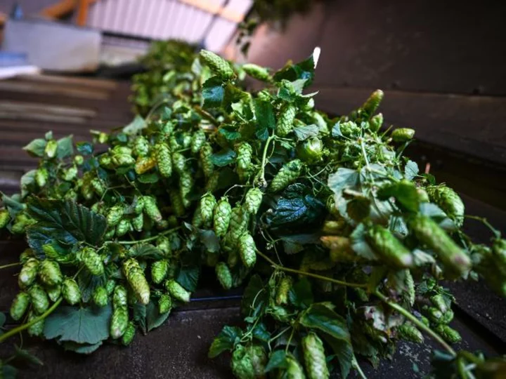 The climate crisis is coming for your hoppy beer