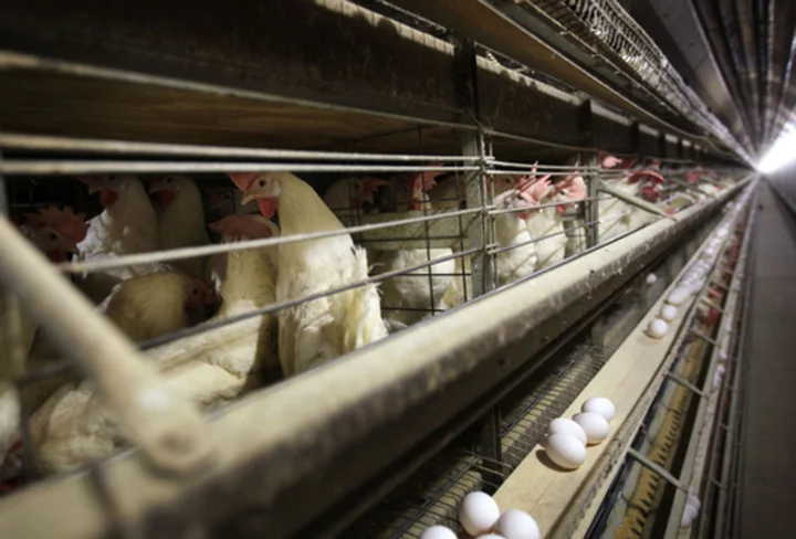 U.S. egg producers conspired to fix prices from 2004 to 2008, a federal jury ruled this week