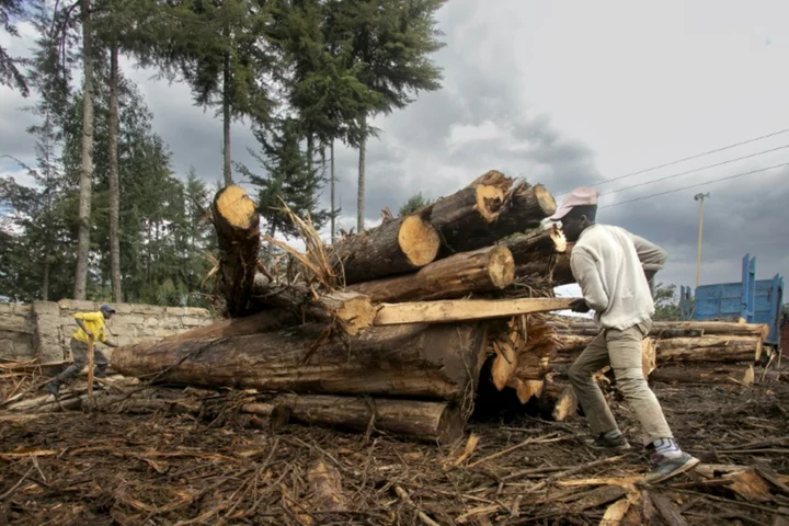 Relief and despair: repeal of logging ban divides Kenya