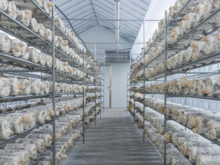 Mushrooms are being farmed in Abu Dhabi's desert