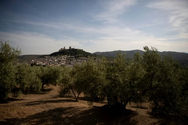 Drought spells 'catastrophe' for Spain's olive harvest