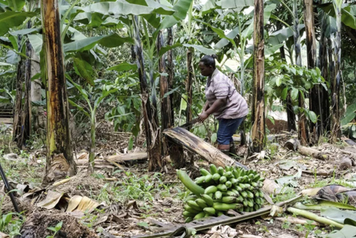 A Ugandan business turns banana fiber into sustainable handicrafts