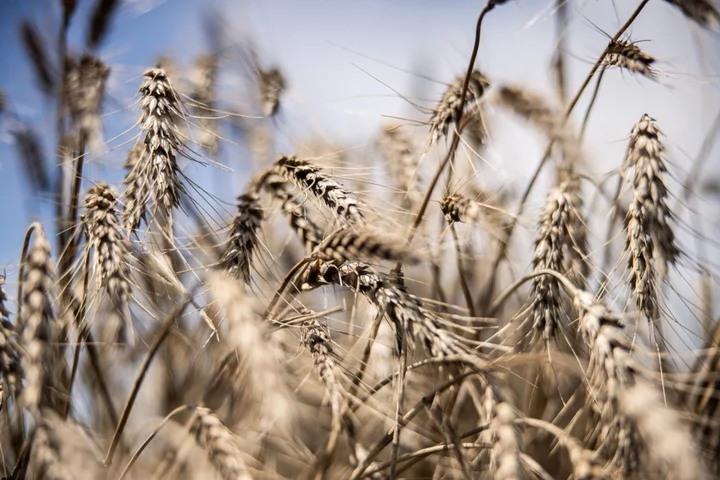 Wheat Rises After Ukraine Attacks Threaten Black Sea Exports