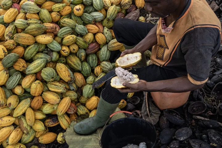 Ivory Coast Cocoa Price Increase Falls Short of Farmers’ Hopes