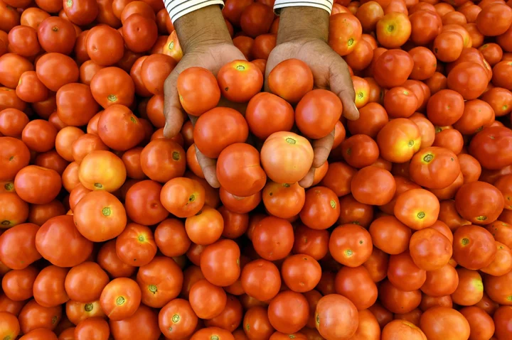 A 445% Price Jump Makes Tomatoes More Pricey Than Gasoline in India
