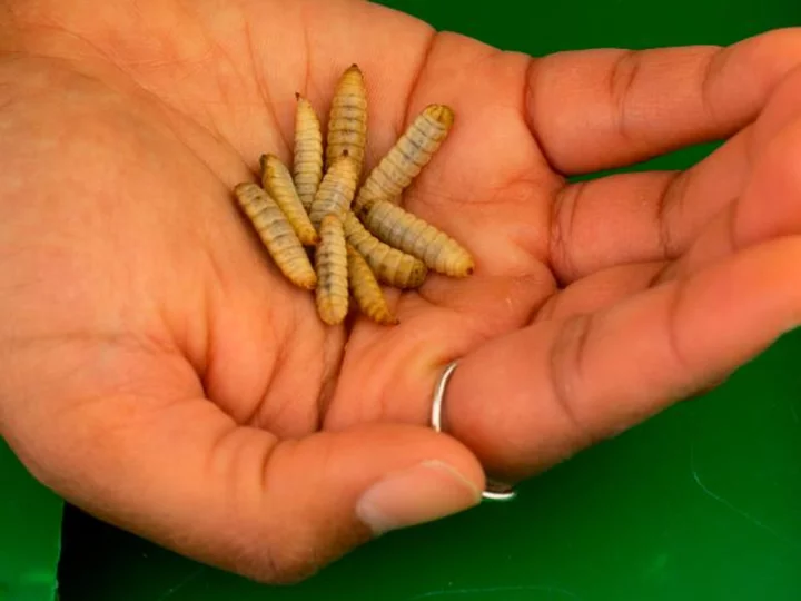 Tyson, one of the biggest meat producers, is investing in insect protein