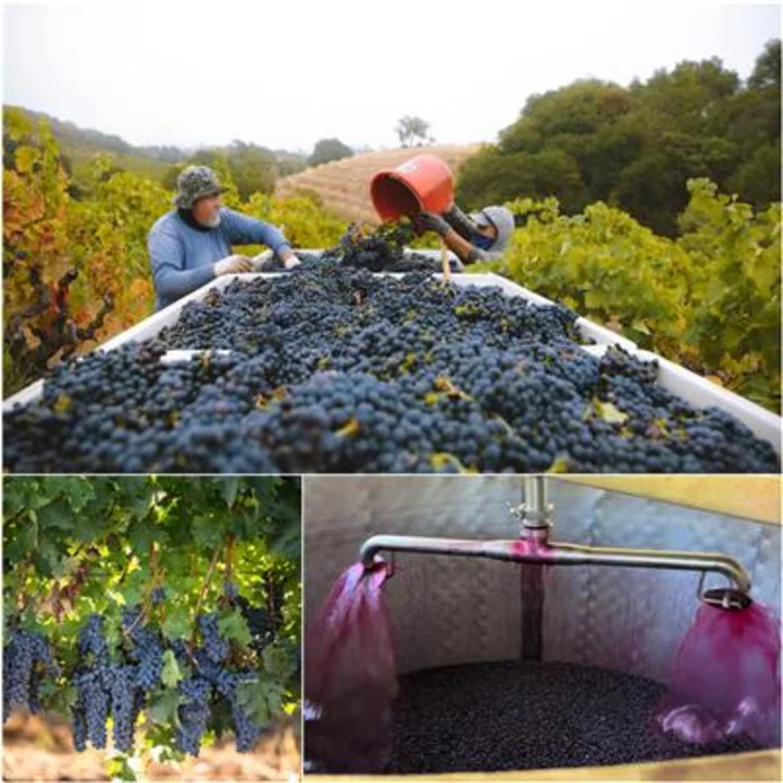 California Vintners Report Exceptional Quality for 2023 Harvest